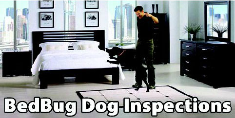 BedBug Dog Canine Inspection NYC