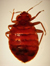 Picture of Adult BedBug Magnified