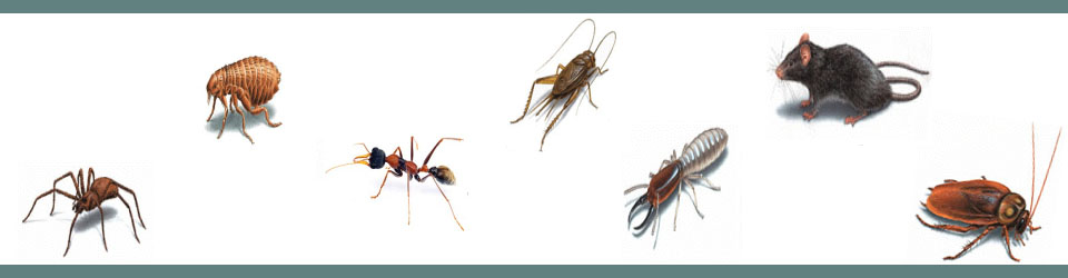 Pest Control Services